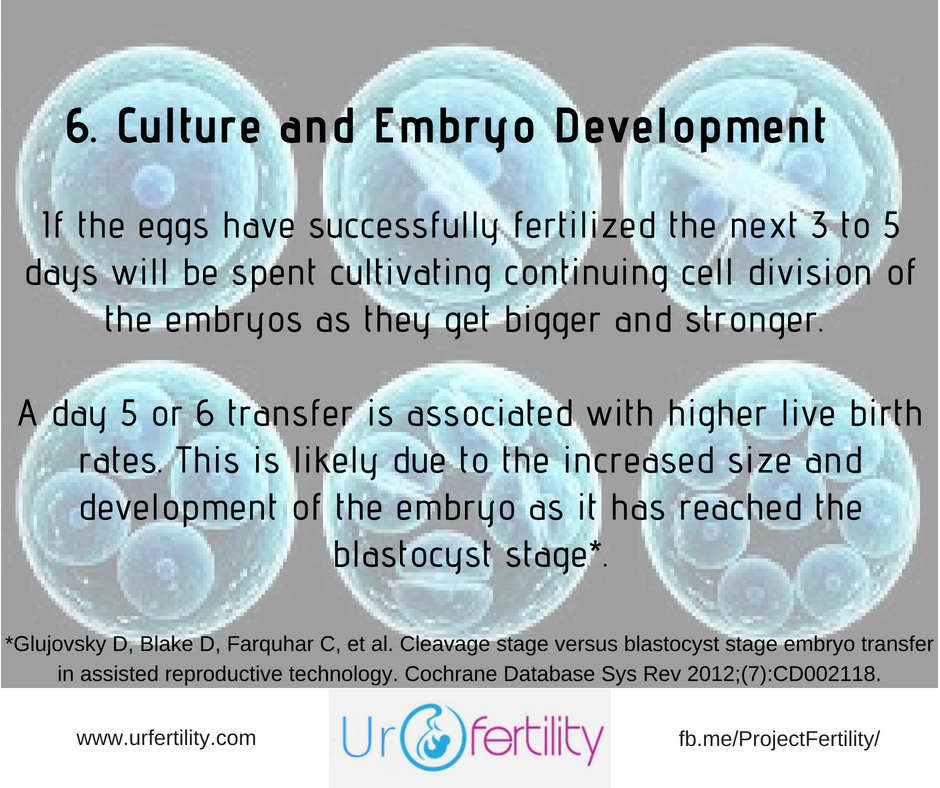 IVF-Treatment-Culture IVF-Treatment-Culture